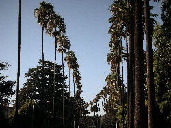 iconic palm tree lined Foothill Road, Beverly Hills